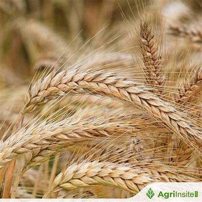 Where Is the S on a Wheat Penny?