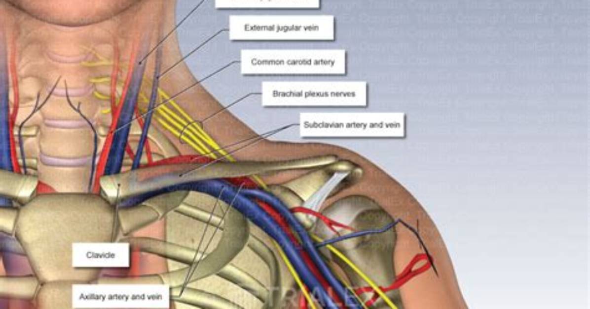 Where Is the Supraclavicular Area?