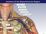 Where Is the Supraclavicular Area?