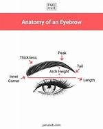 Where Should Eyebrow Tail End?