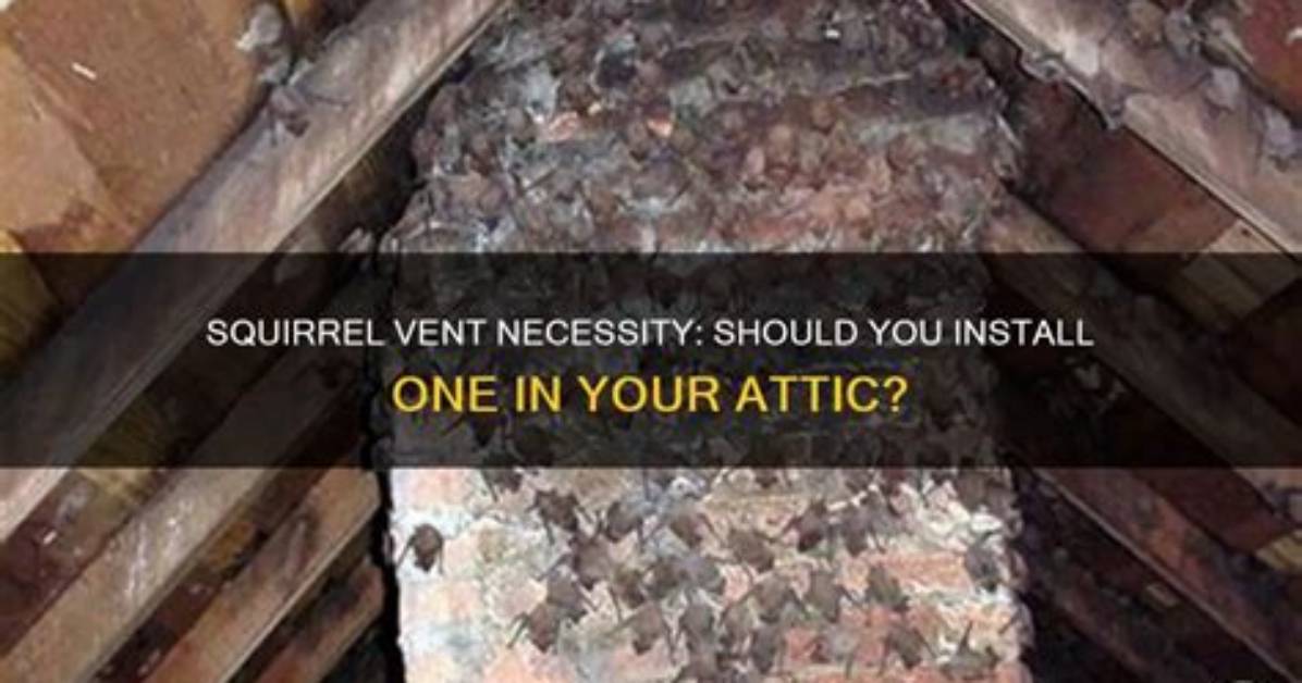 Where Should You Install a Squirrel