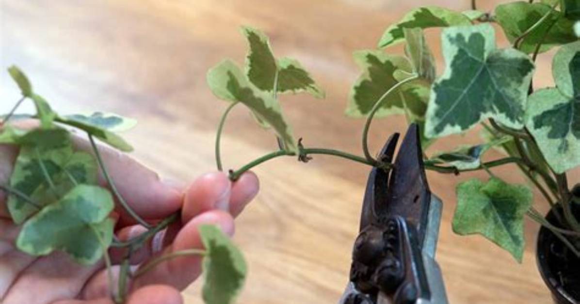 Where to Cut Ivy to Replant?