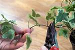 Where to Cut Ivy to Replant?