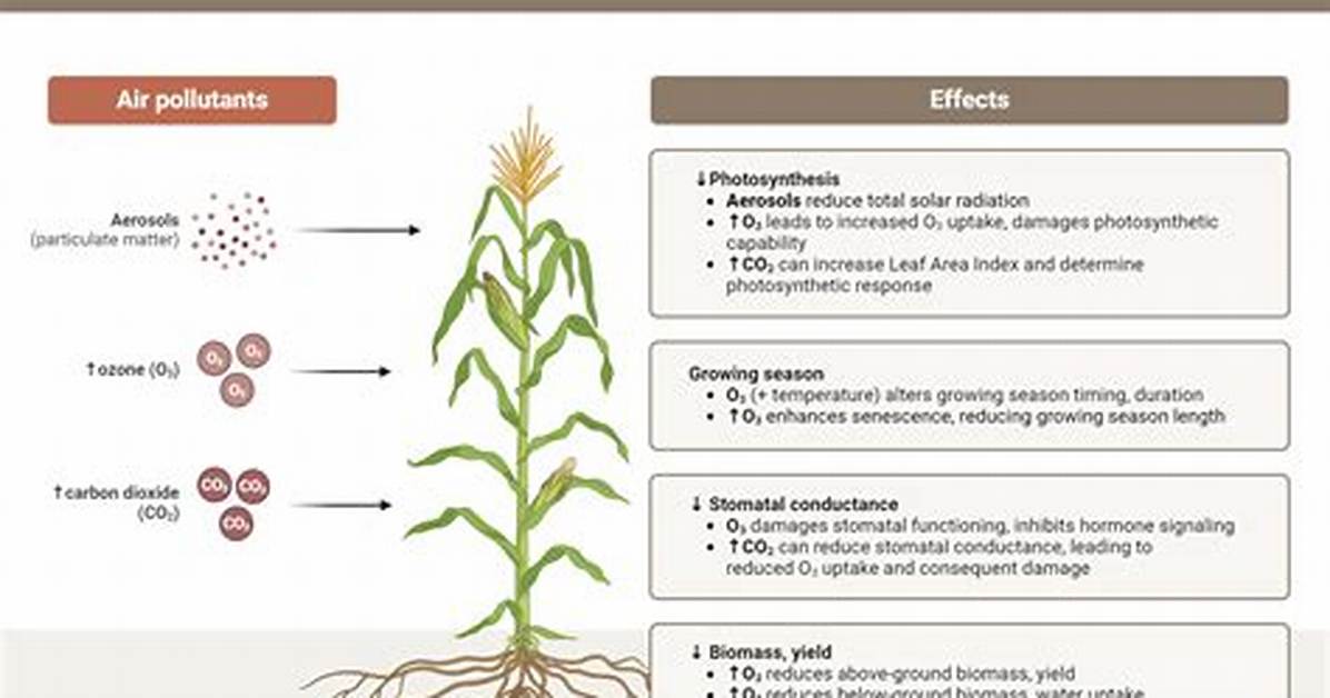 Which Air Pollutant Affect Plant the Most?