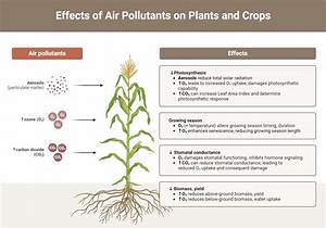 Which Air Pollutant Affect Plant the Most?