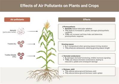 Which Air Pollutant Affect Plant the Most?