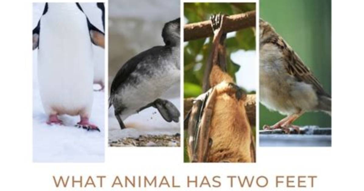 Which Animal Can Run but Not Walk?