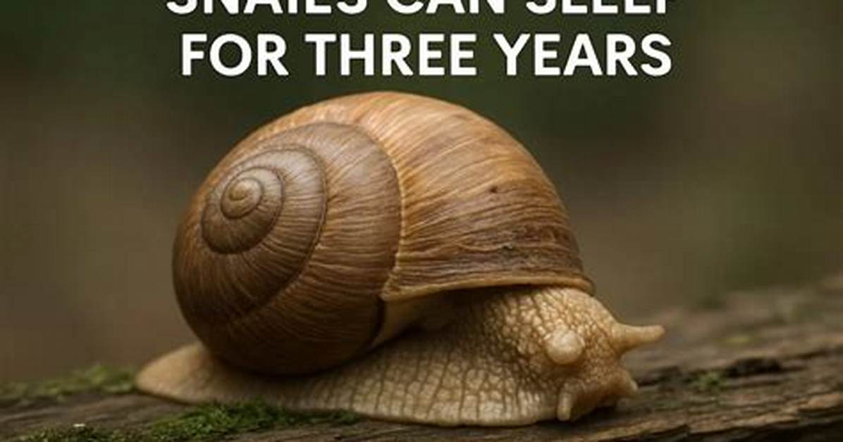 Which Animal Can Sleep for Three Year's?