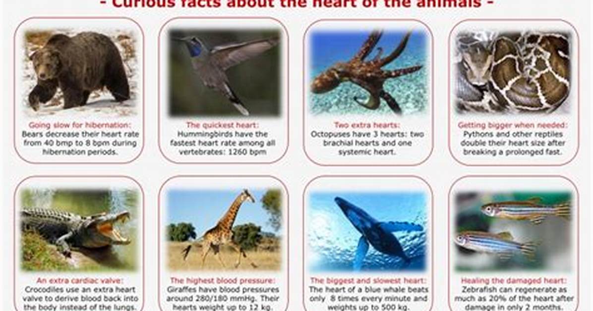Which Animal Has Maximum Number of Hearts?