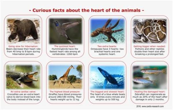 Which Animal Has Maximum Number of Hearts?