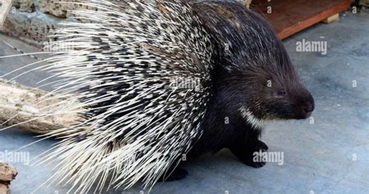 Which Animal Has Needles on Its Back?