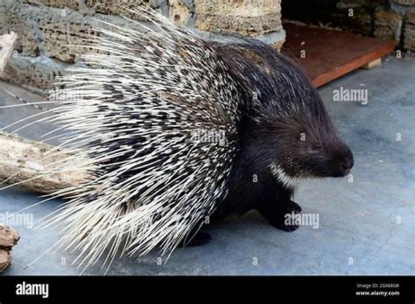 Which Animal Has Needles on Its Back?