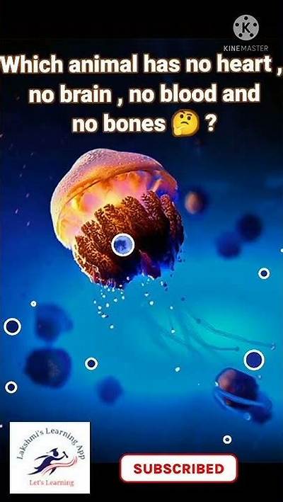 Which Animal Has No Brain and No Heart?