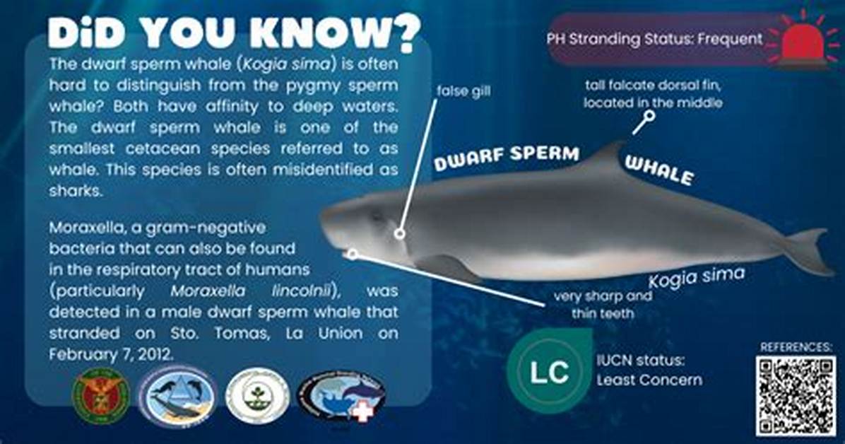 Which Animal Has the Smallest Sperm?