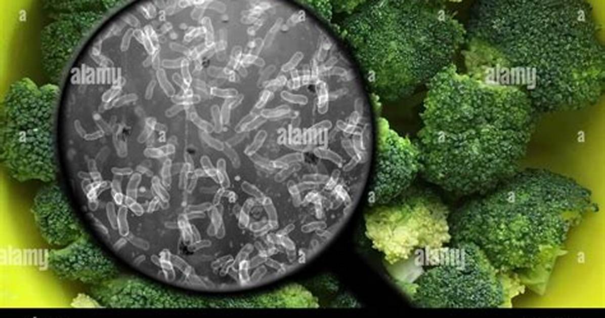 Which Bacteria Causes Blackening of Vegetables?