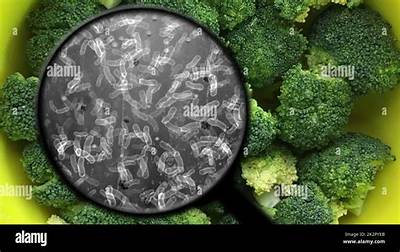 Which Bacteria Causes Blackening of Vegetables?