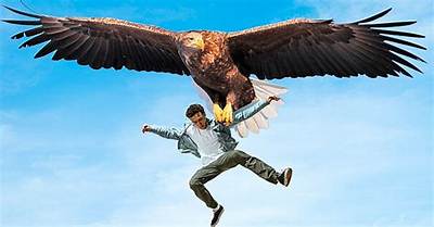Which Bird Can Lift Maximum Weight?