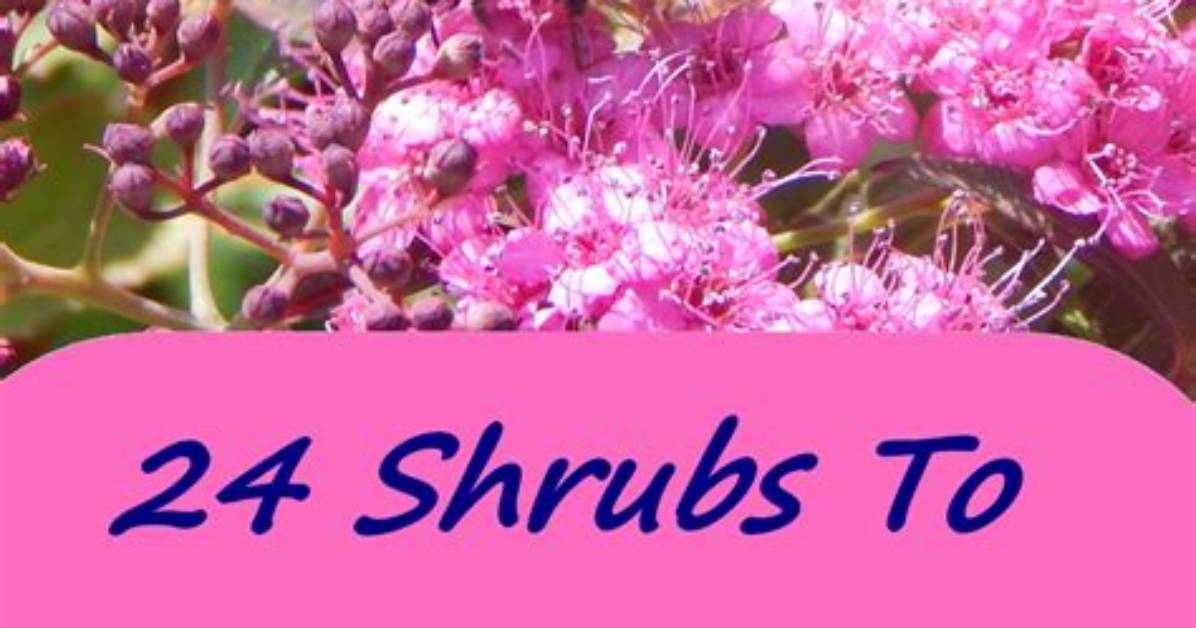 Which Bushes Attract Bees?
