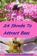 Which Bushes Attract Bees?