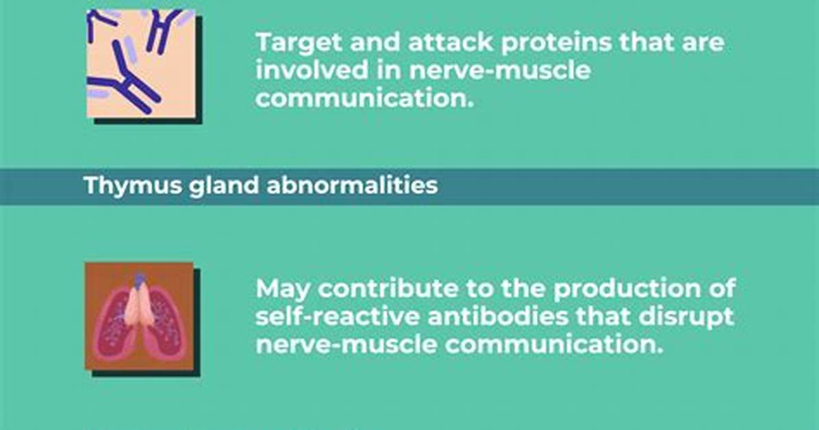 Which Causes Myasthenia Gravis?