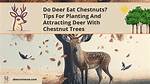 Which Chestnuts Do Deer Prefer?