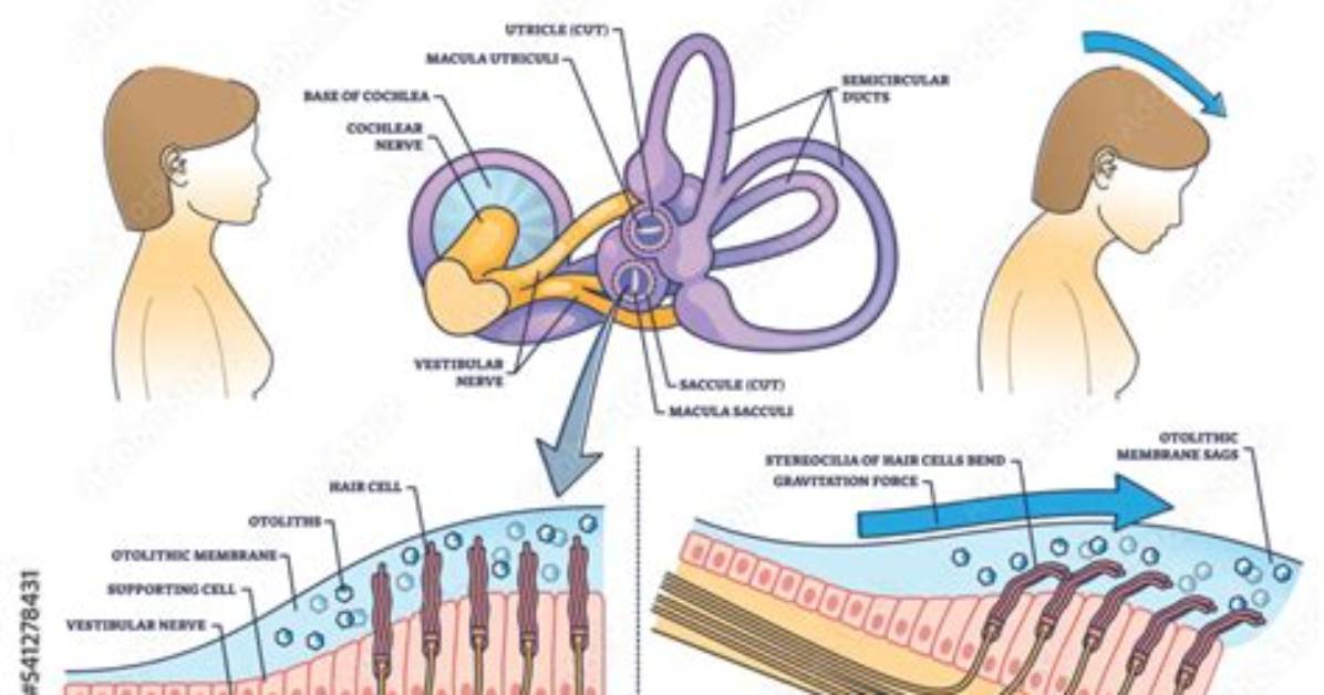 Which Doctor Treats Vestibular System?