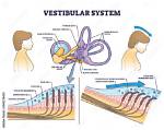 Which Doctor Treats Vestibular System?