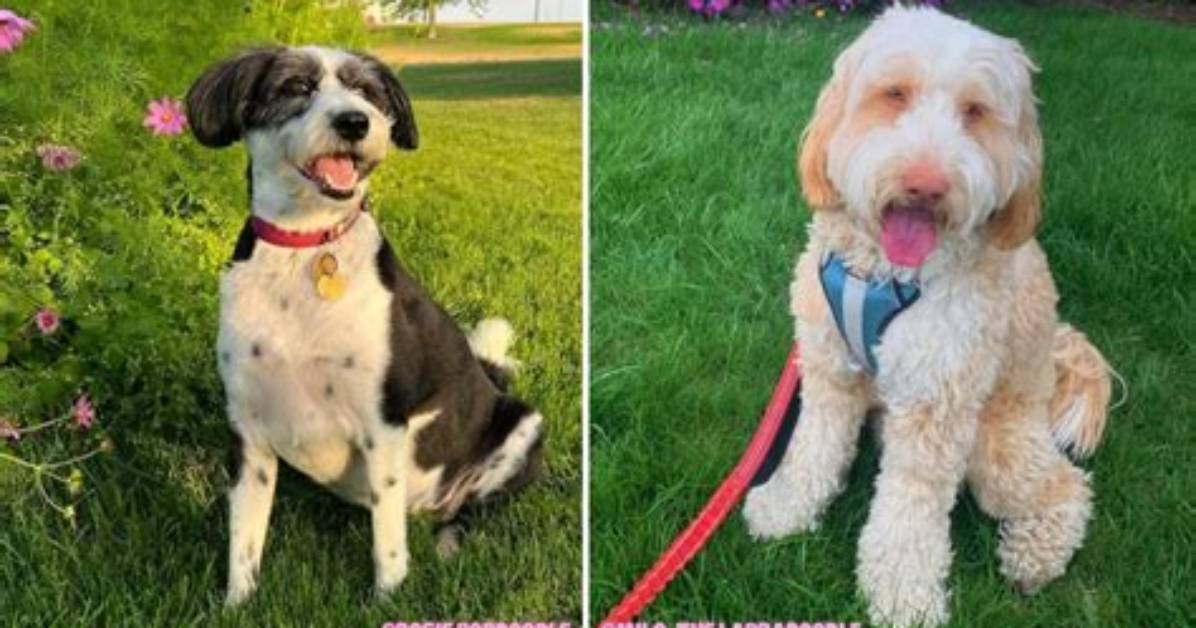 Which Doodle Is the Most Hypoallergenic?