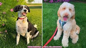 Which Doodle Is the Most Hypoallergenic?