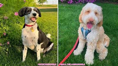 Which Doodle Is the Most Hypoallergenic?