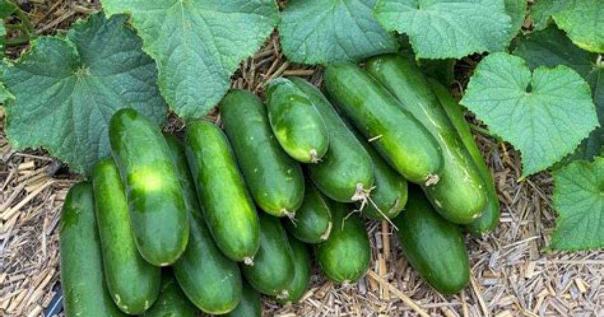 Which End of a Cucumber Do You Cut?