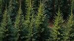 Which Forests Have Needle Shaped Leaves?