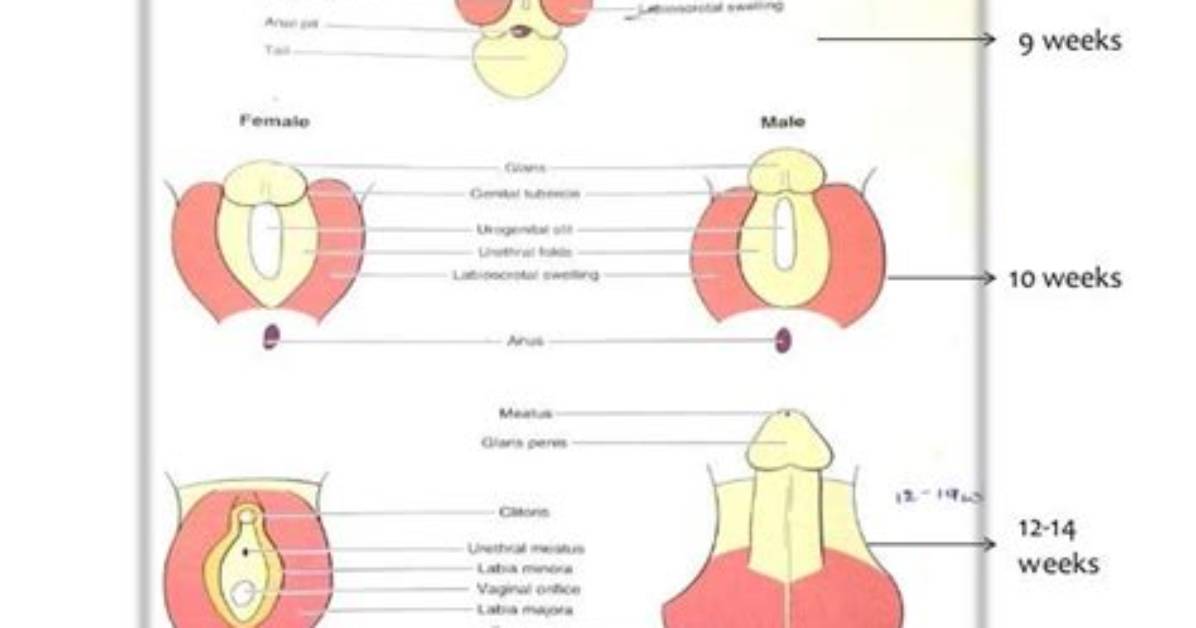 Which Genitalia Develop Under the Influence of Dihydrotestosterone?