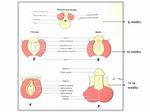 Which Genitalia Develop Under the Influence of Dihydrotestosterone?