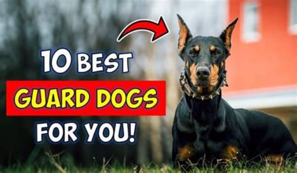Which Guard Dog Is Best for First Time Owner?