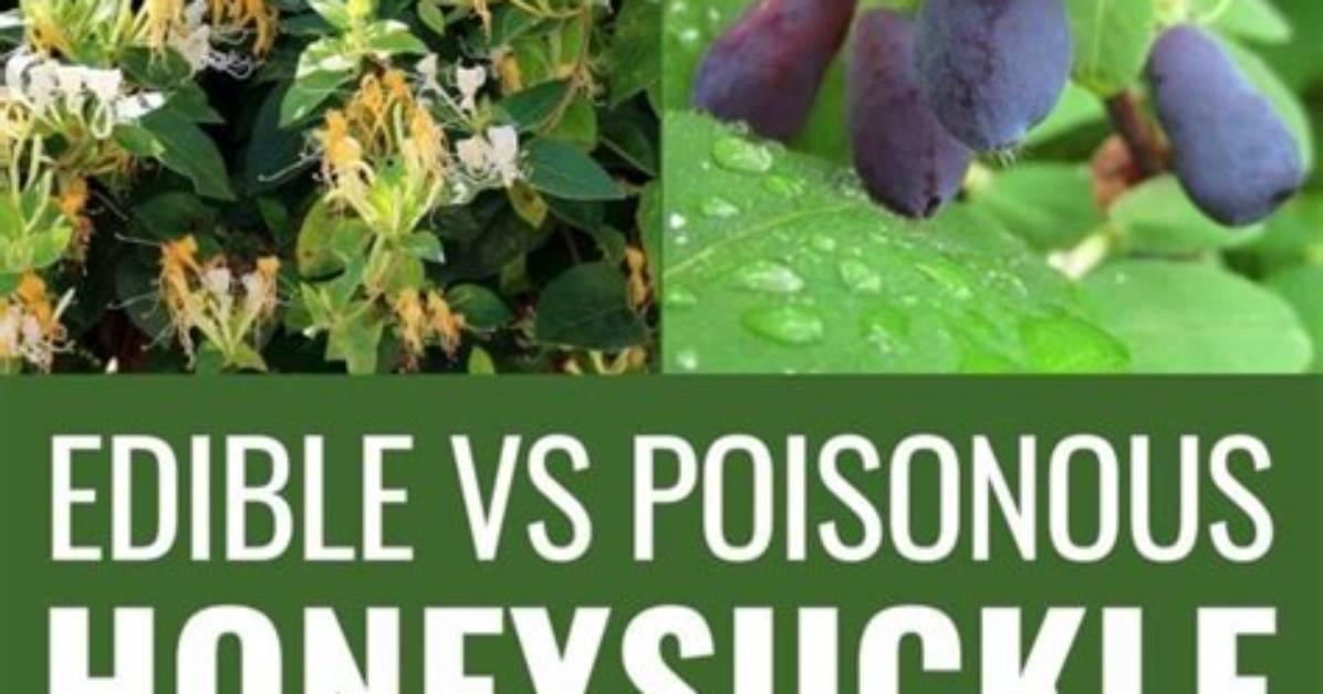 Which Honeysuckle Is Edible?