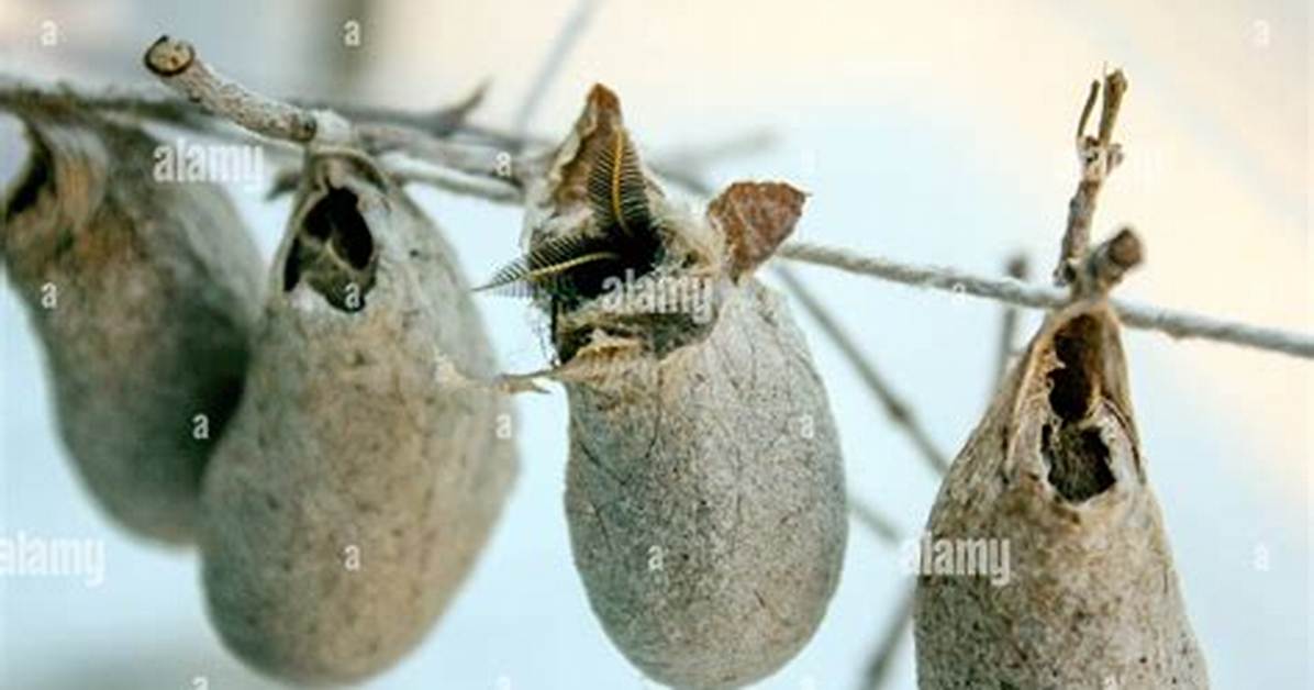 Which Insects Make Cocoons?