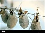 Which Insects Make Cocoons?