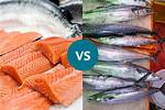 Which Is Better Mackerel or Salmon?