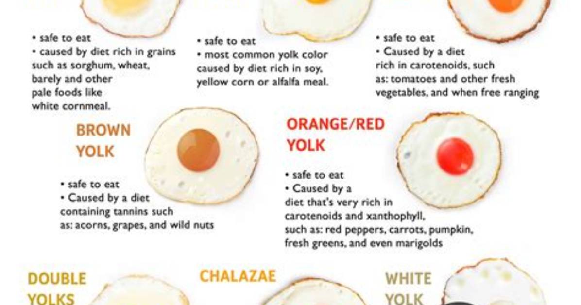Which Is Better Yolks or White?