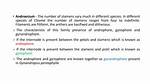 Which Is Characteristic Feature of Androecium of Pisum Sativum?