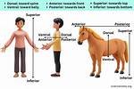 Which Is the Dorsal Side of the Foot?