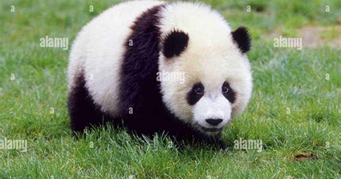 Which Is the National Animal of China?