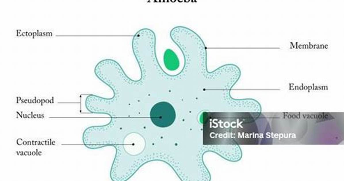 Which Language Is Ameba?