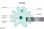 Which Language Is Ameba?