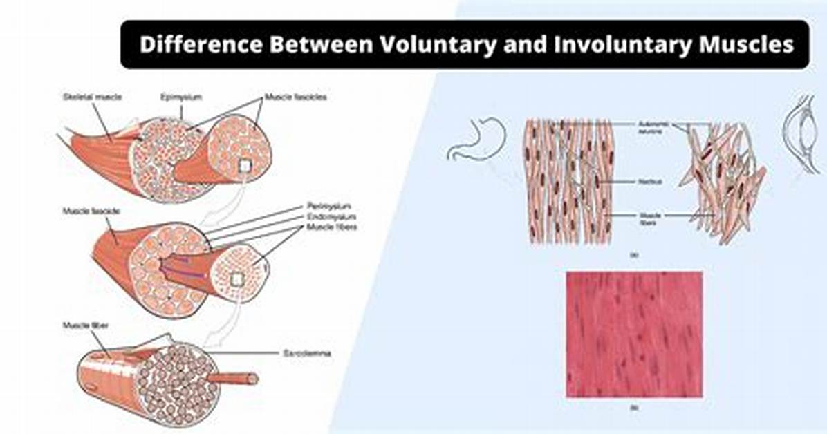Which Muscle Is Involuntary?