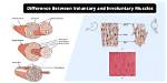 Which Muscle Is Involuntary?