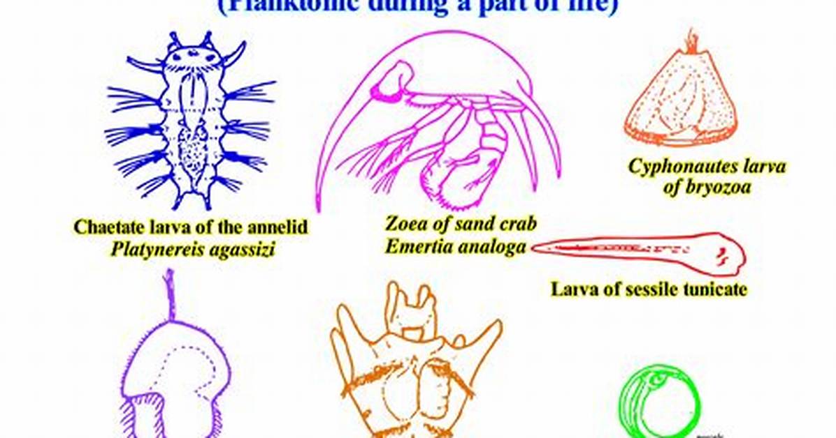 Which of the Following Are Planktonic Forms?