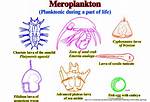 Which of the Following Are Planktonic Forms?