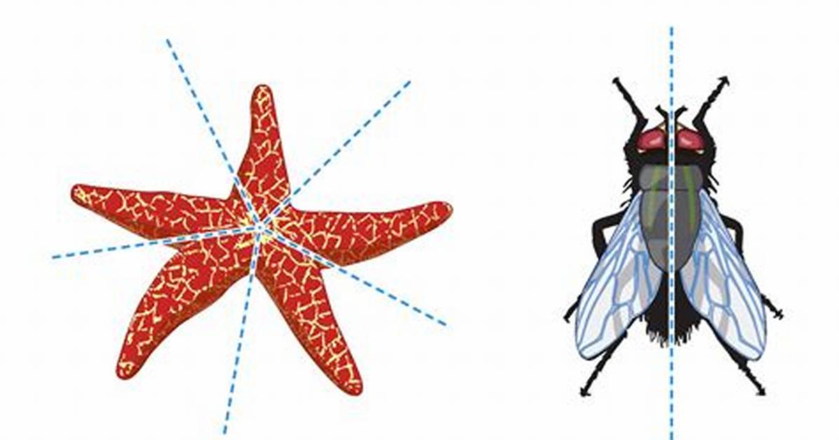 Which of the Following Has Biradial Symmetry?